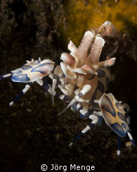 This Image is taken in Bali by Jörg Menge 